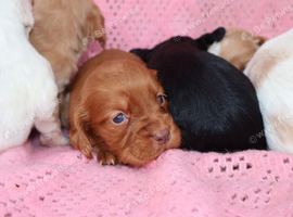 Gorgeous cocker spaniel pups