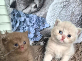 Champion Pedigree TICA Registered Kittens