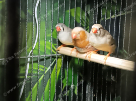 Trio of Zebra Finches