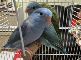 Beautiful baby parrotlets