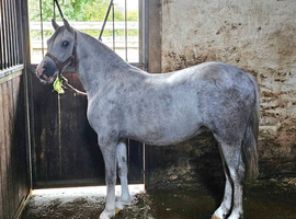 Welsh section A four year old mare