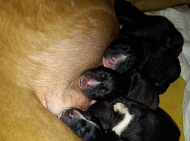 Pups ready for new home 9th july