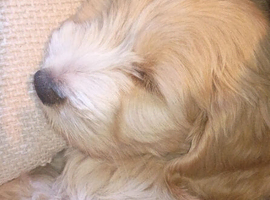 Cocker spaniel cross Chinese cresten