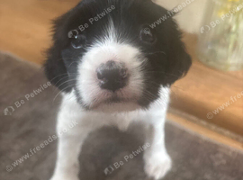 Female springer spaniel puppy