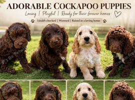 Beautiful cockapoos