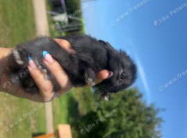 3 netherland dwarf babies for sale