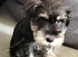 KC Miniature Schnauzer - Beautiful markings