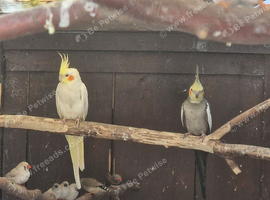 Breeding pair of cockateils