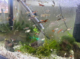 Guppies