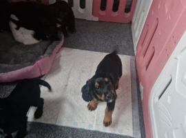 Sprocker puppies