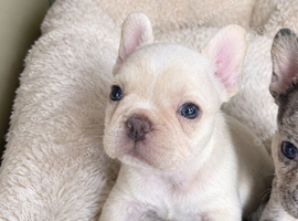 Plaitnum French Bulldog