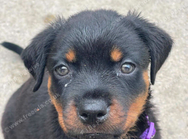 Last puppy looking for her forever home