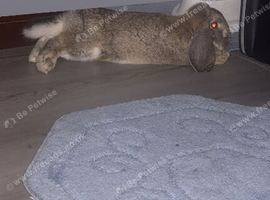 Beautiful 5 Month Old French Lop Doe &ndash; Friendly & Healthy