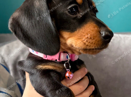 This is daisy