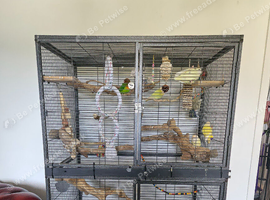 Flock of 6 lovebirds