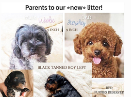 1 black tanned boy available!!! Quality true Toy Asian teddy bear brown ,tanned Maltipoo Puppies Just arrived