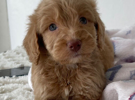 F1 cockapoo puppies