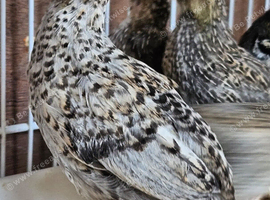 Button quail