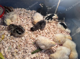 Week old chicks