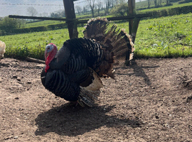 1 Stag Bronze Turkey looking for his forever home