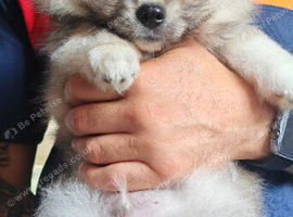 Pomeranian