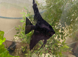 Breeding pair black lace anglefish