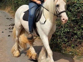 4yo tgca reg cremello mare
