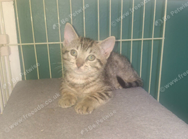 Bengal kittens ready now