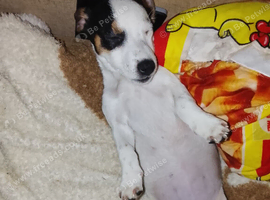 Jack Russell