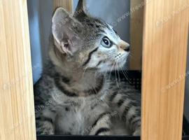 Two inseparable siblings are looking for their forever home together