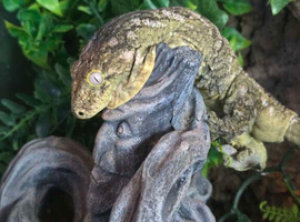 CB23 Male Leachianus Gecko (Bayonnaise)