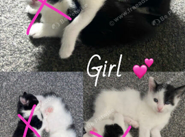 2 kittens looking for new homes