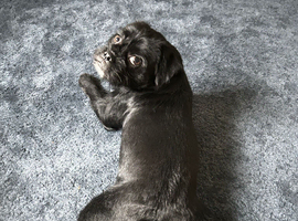 1yr old Pug x Jack Russell needs a new loving home