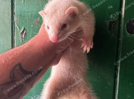 Ferret kits ready to go