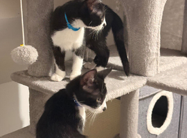Siamese X brother kittens ready to leave now