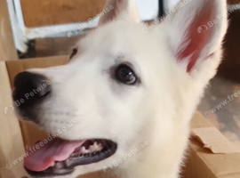 12 Week old female White Husky Pups. Can be walked this Friday!