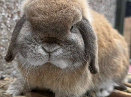 Very special pure bred BRC mini lops