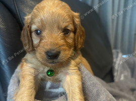 F1 cockapoo ready 16 July