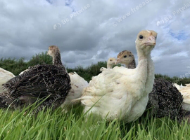 Turkeys