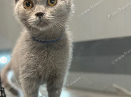 British short haired kittens