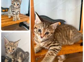 Reasy for there new homes  Norwegian forest cat x bengal