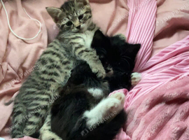 Kitten for sale