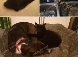 FRIENDLY FEMALE  PUPPY OR YOUNG DOG