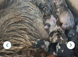 Miniature Dapple Puppts