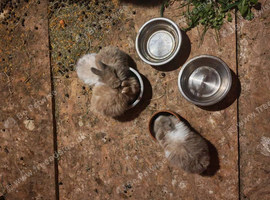 4 beautiful purebread lionheads