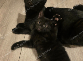 Beautiful kittens ready for forever homes