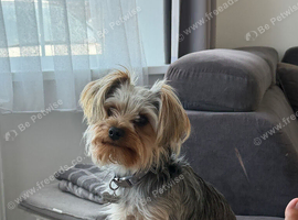 Yorkshire Terrier &ndash; Looking for a Loving New Home ️