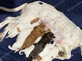 READY SOON COCKER SPANIEL PUPPIES