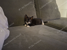 1 beautiful boy kitten left