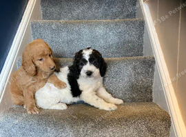 Two lovely Goldendoodle pups for sale